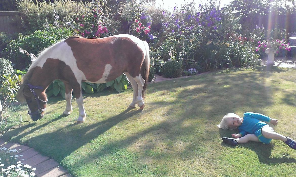 Anden særlig race Medina billede 9