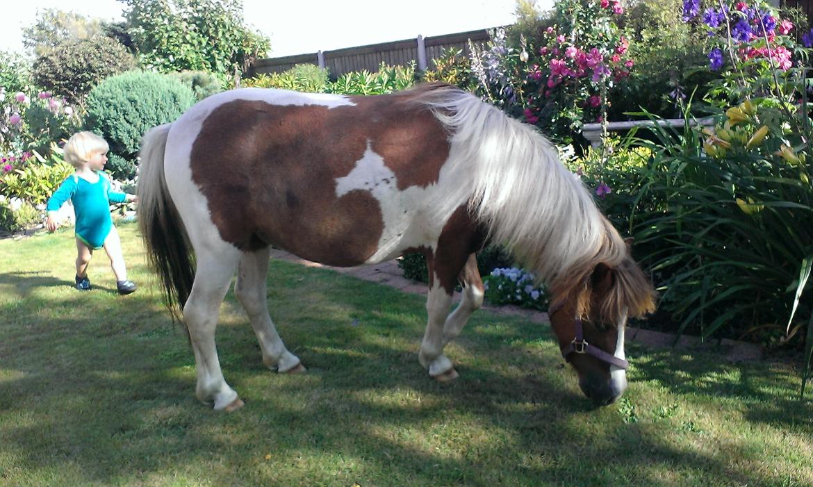 Anden særlig race Medina billede 10