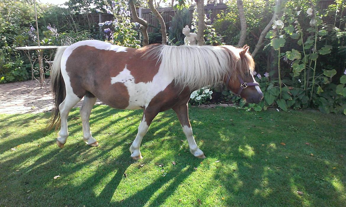 Anden særlig race Medina billede 11