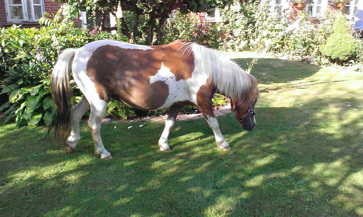 Anden særlig race Medina billede 12