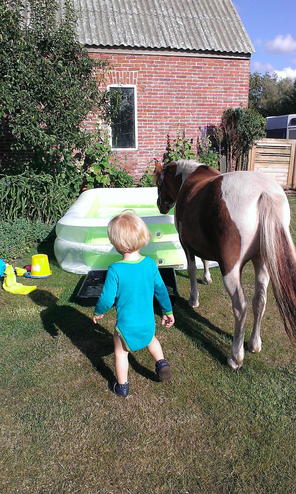 Anden særlig race Medina billede 13
