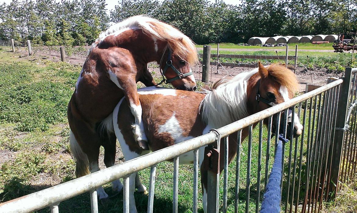 Anden særlig race Medina billede 30