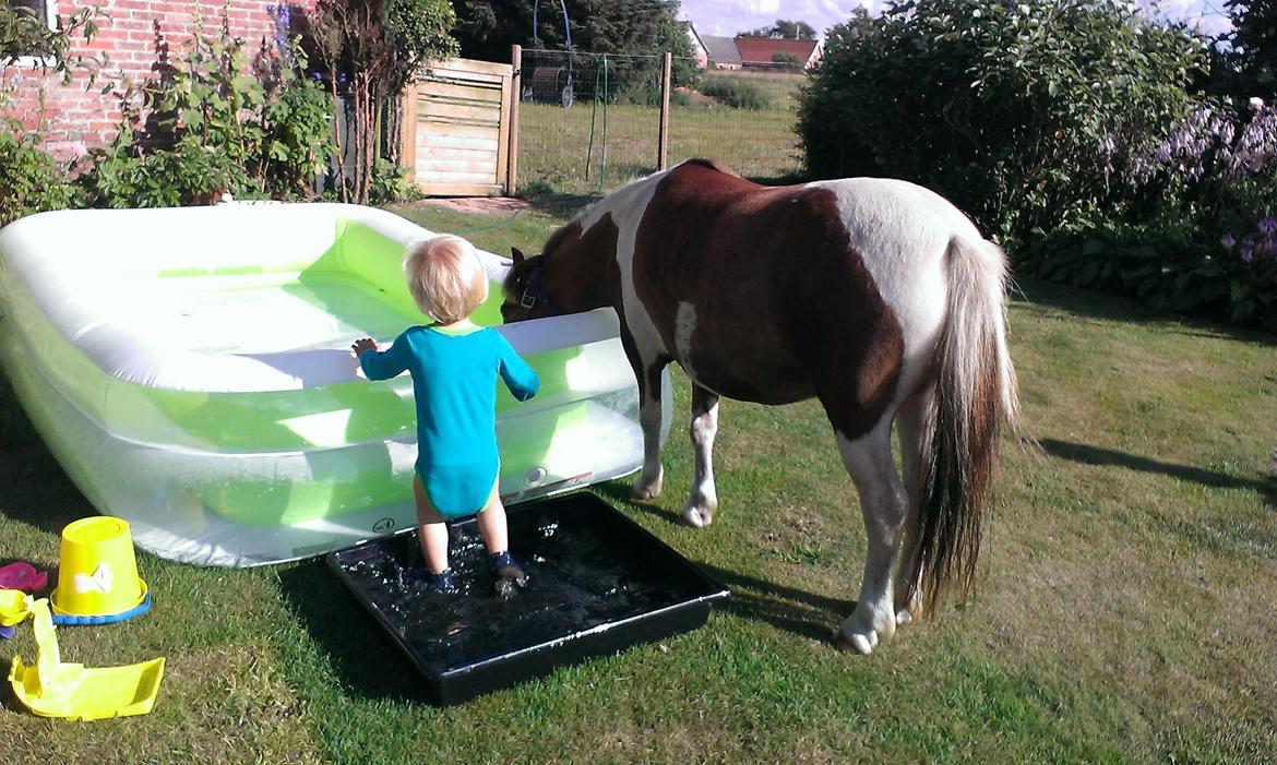 Anden særlig race Medina billede 14