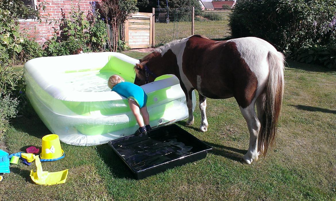 Anden særlig race Medina billede 15