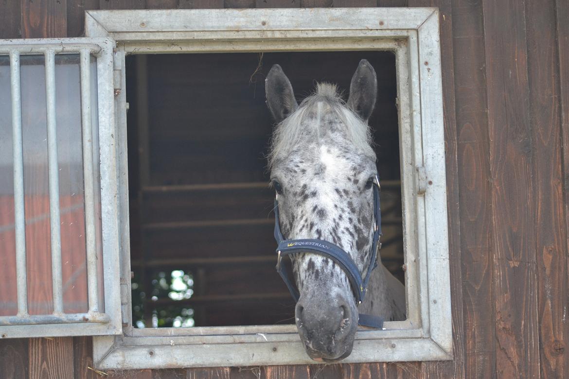 Knabstrupper Xander billede 6