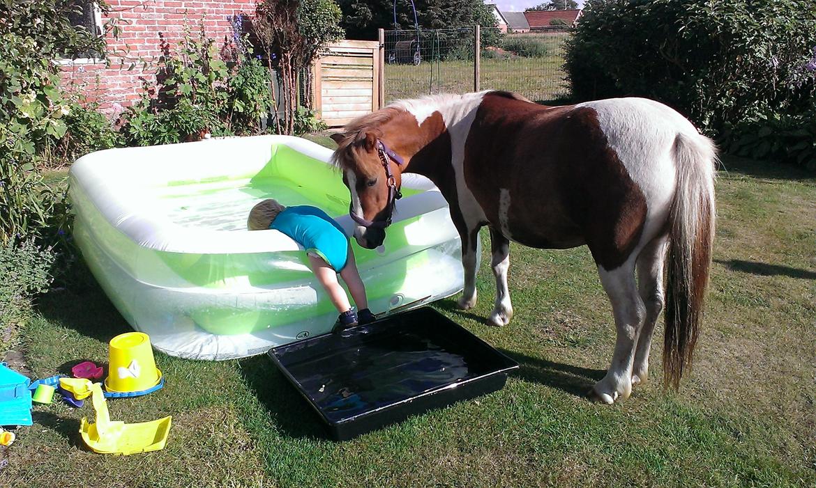 Anden særlig race Medina billede 16