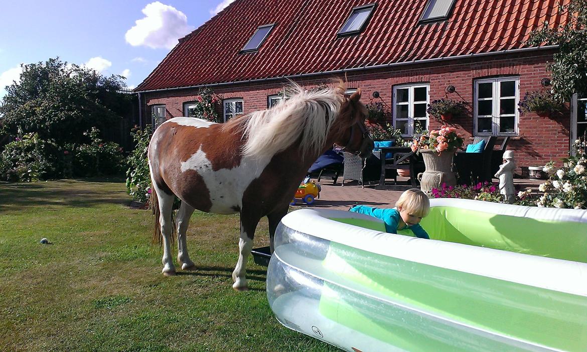 Anden særlig race Medina billede 17