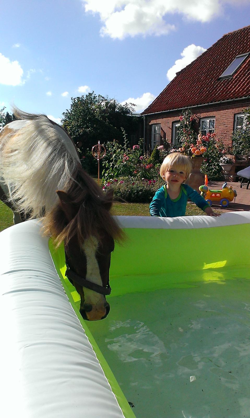 Anden særlig race Medina billede 18