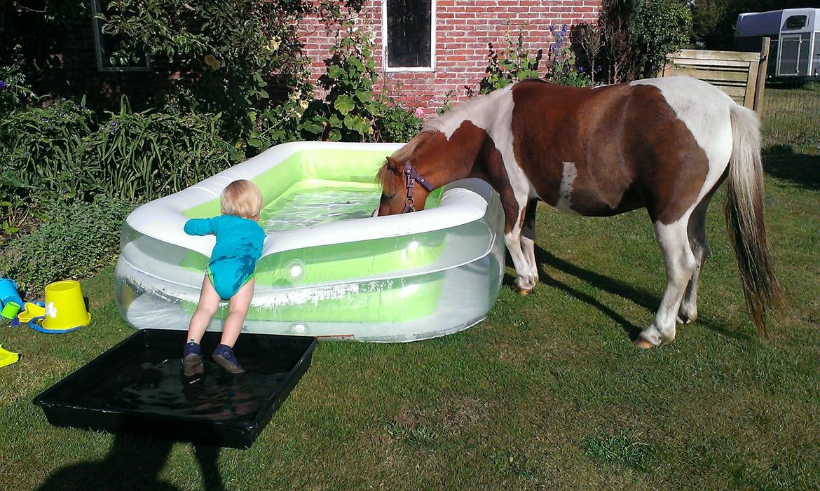 Anden særlig race Medina billede 19