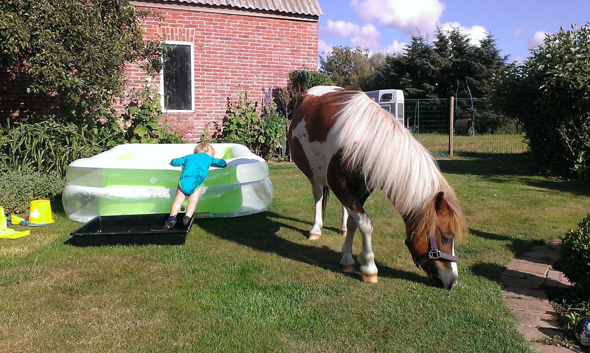 Anden særlig race Medina billede 20