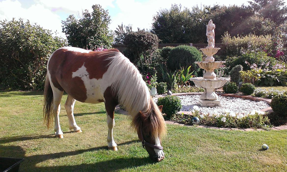 Anden særlig race Medina billede 21