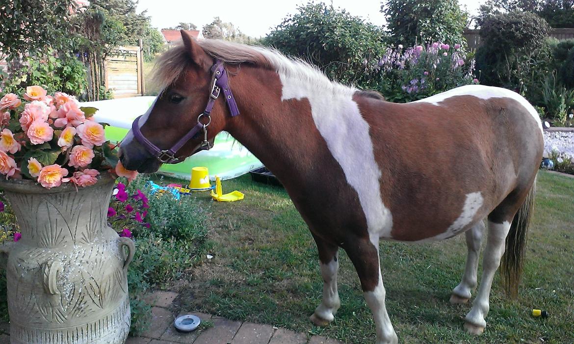 Anden særlig race Medina billede 22