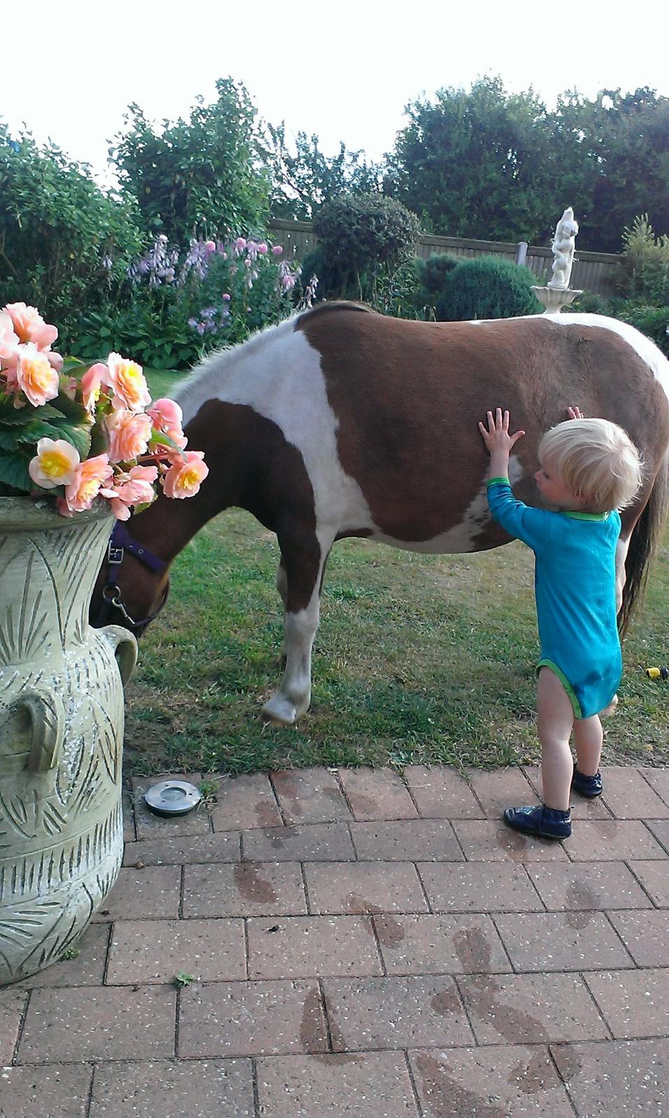 Anden særlig race Medina billede 23