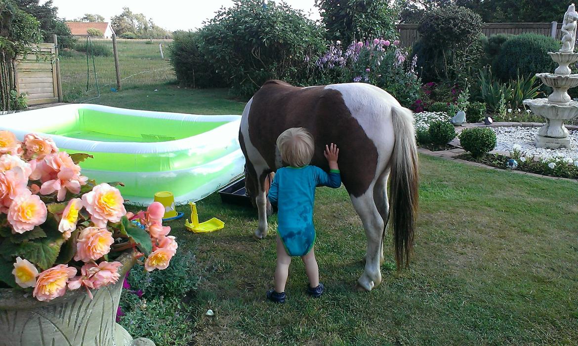 Anden særlig race Medina billede 24