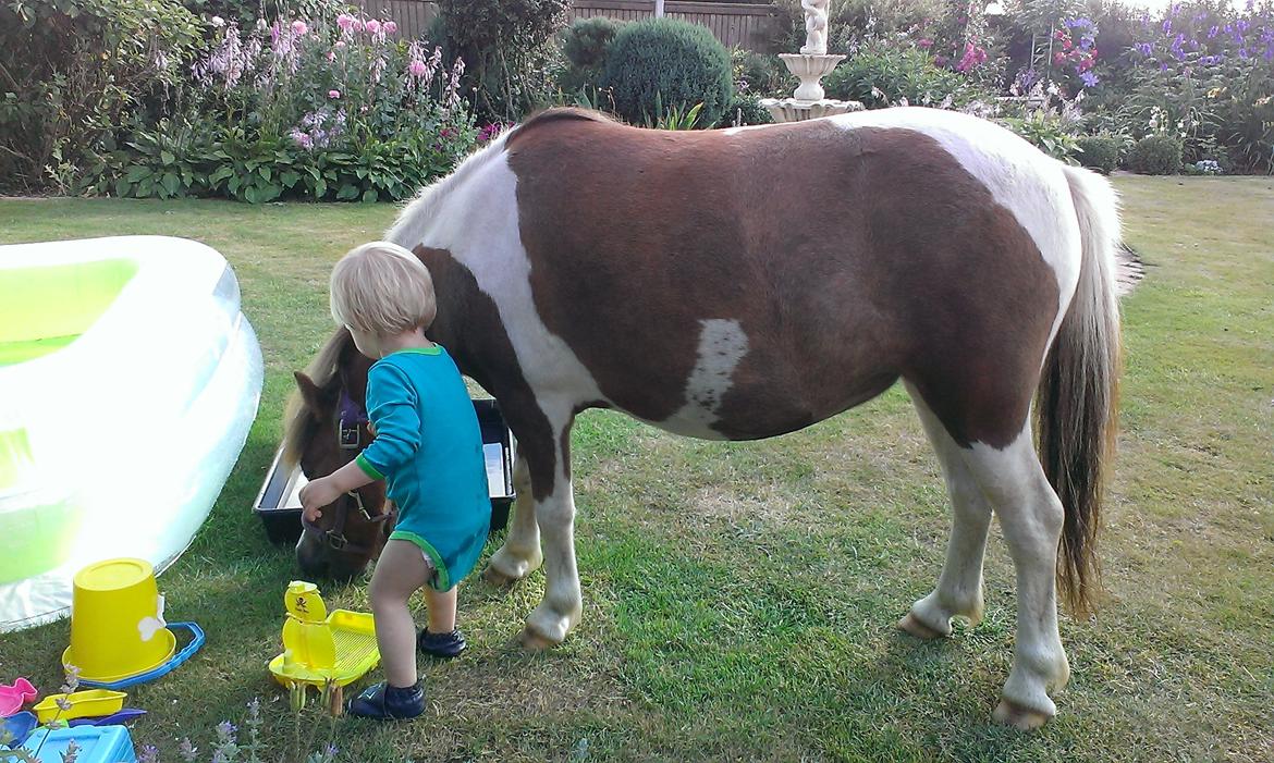Anden særlig race Medina billede 25