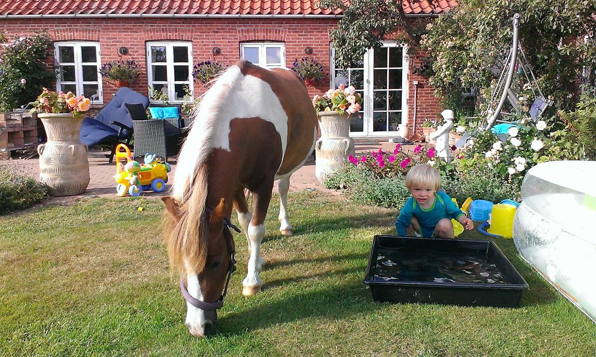 Anden særlig race Medina billede 26