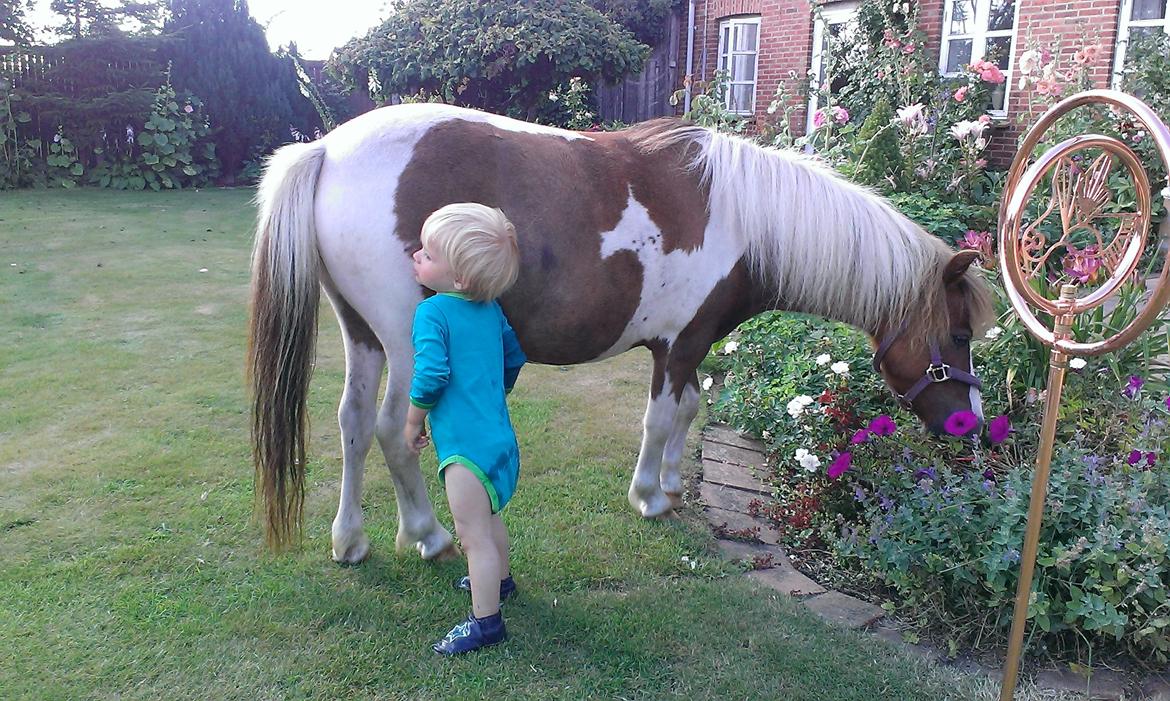 Anden særlig race Medina billede 27