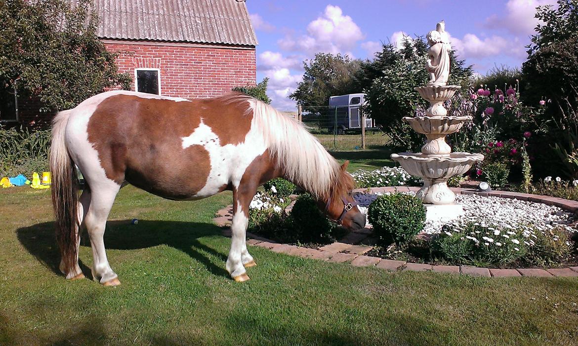 Anden særlig race Medina billede 8