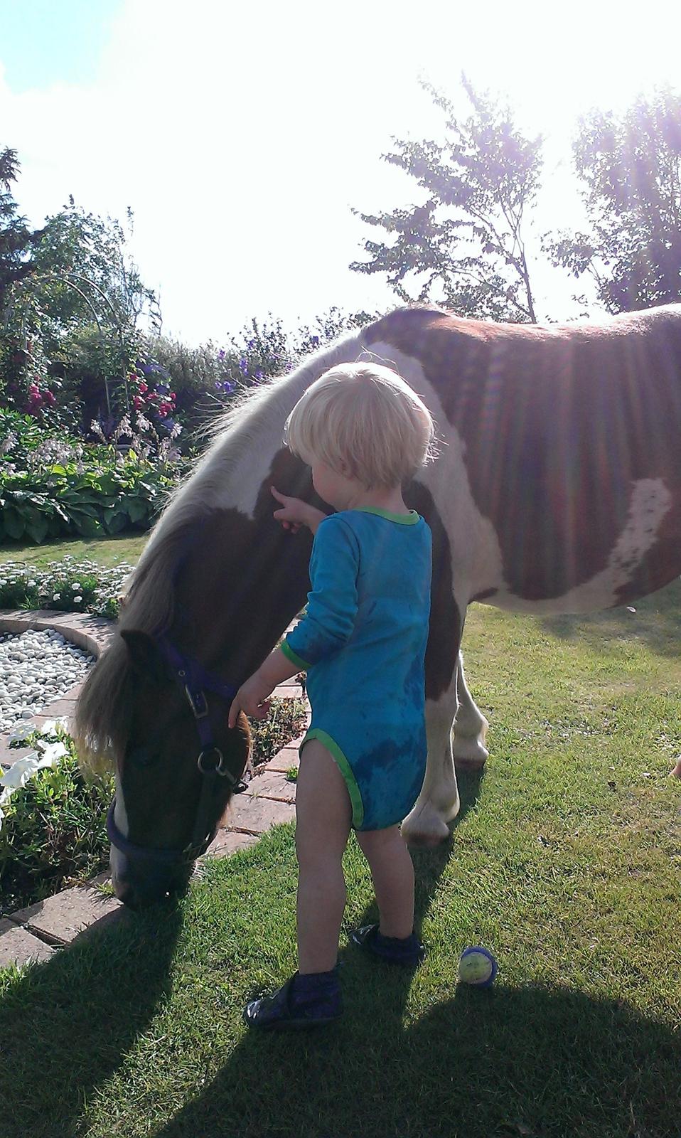 Anden særlig race Medina billede 28