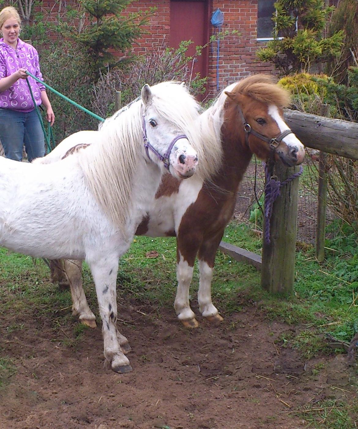 Anden særlig race Medina billede 29