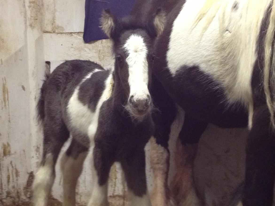 Irish Cob Romany's Caysar <3 cay<3 billede 1