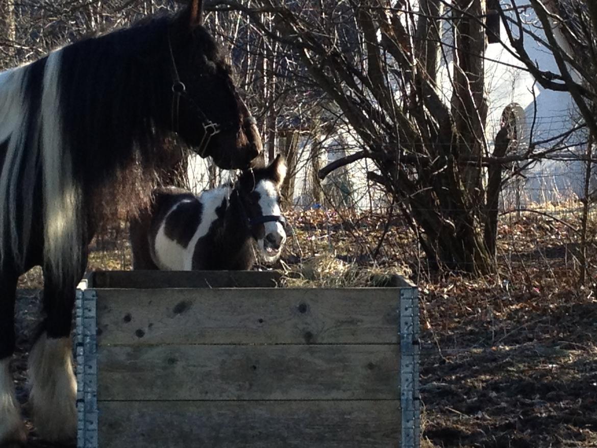 Irish Cob Romany's Caysar <3 cay<3 billede 2