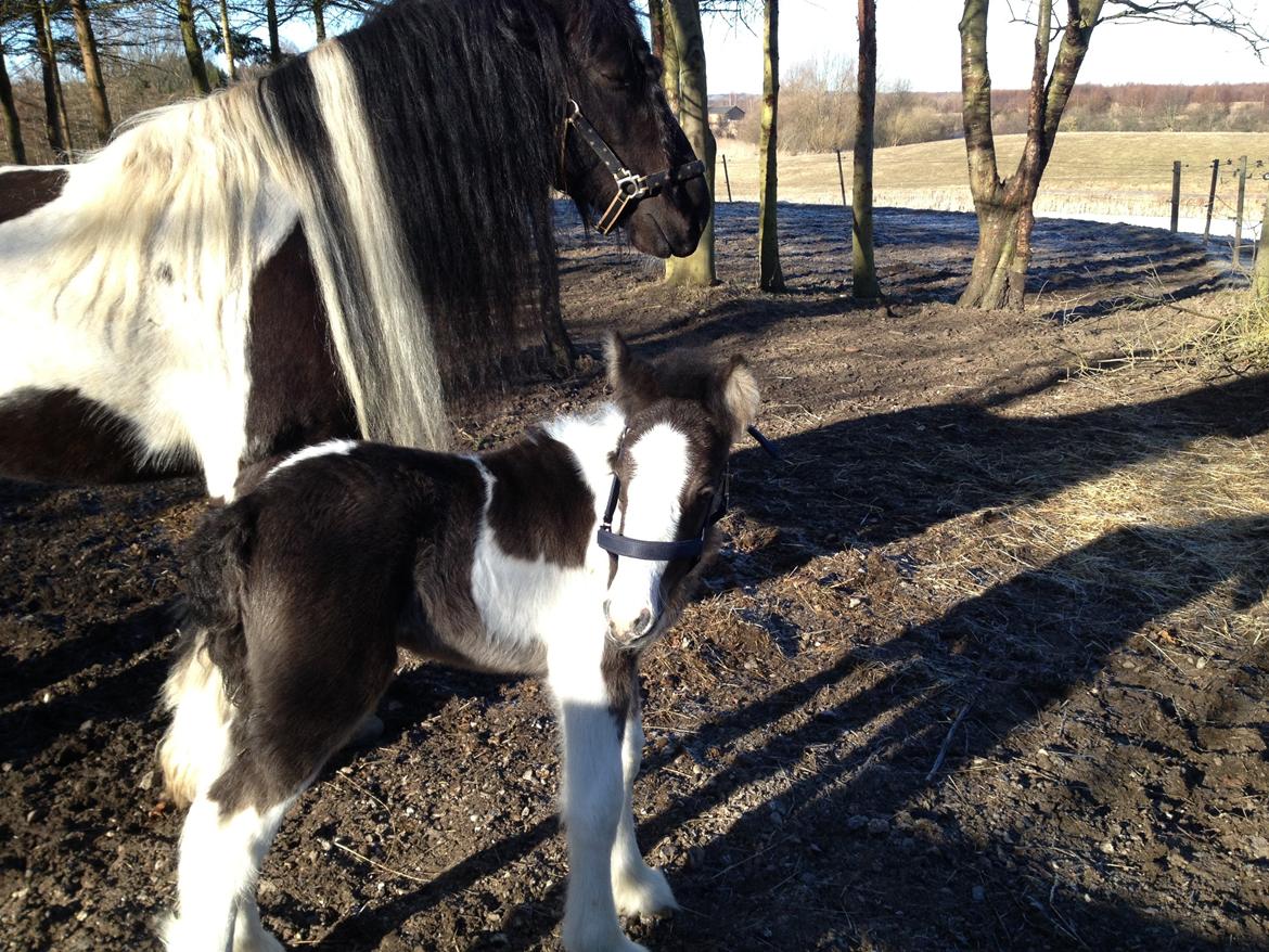 Irish Cob Romany's Caysar <3 cay<3 billede 6