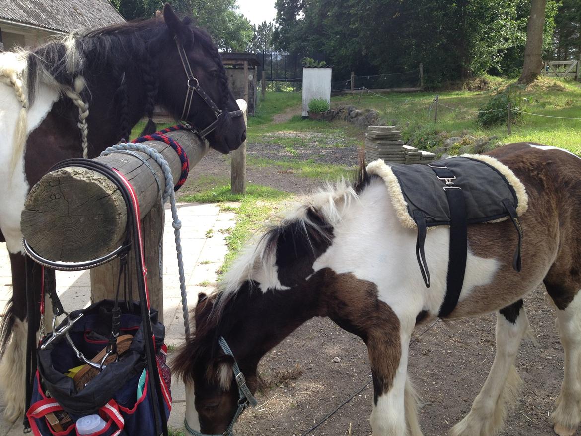 Irish Cob Romany's Caysar <3 cay<3 billede 12