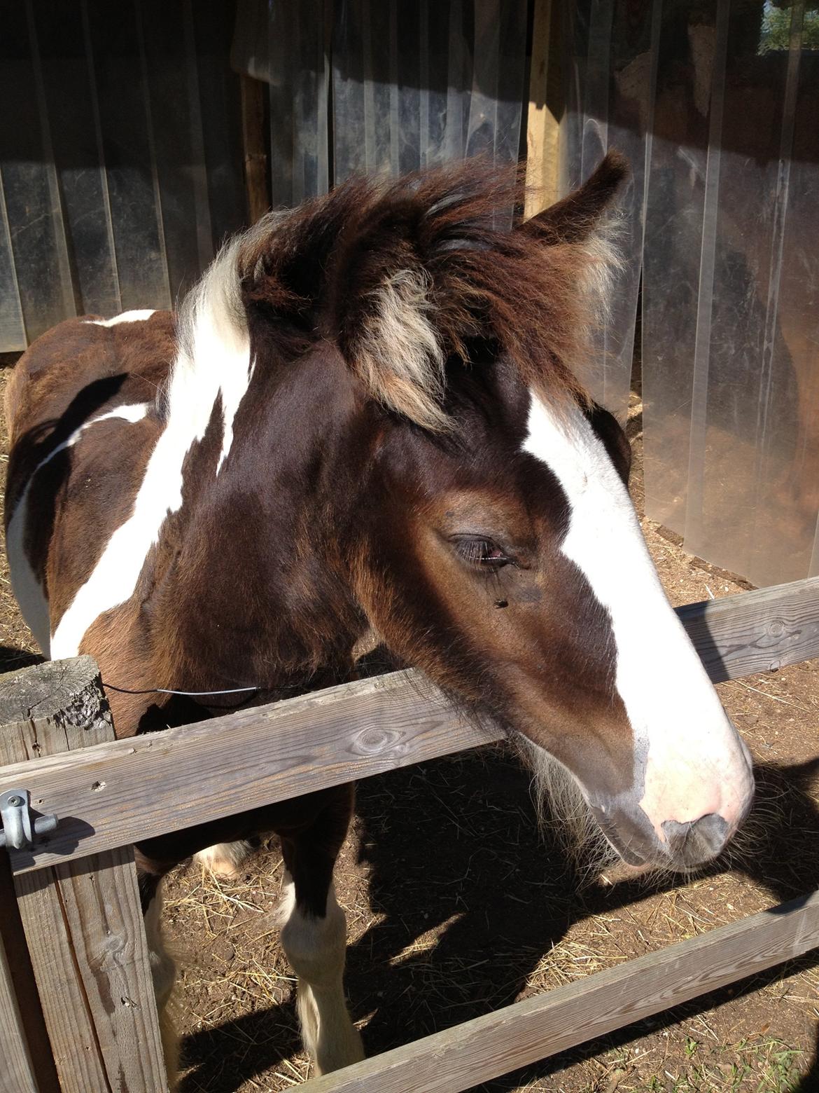 Irish Cob Romany's Caysar <3 cay<3 billede 13