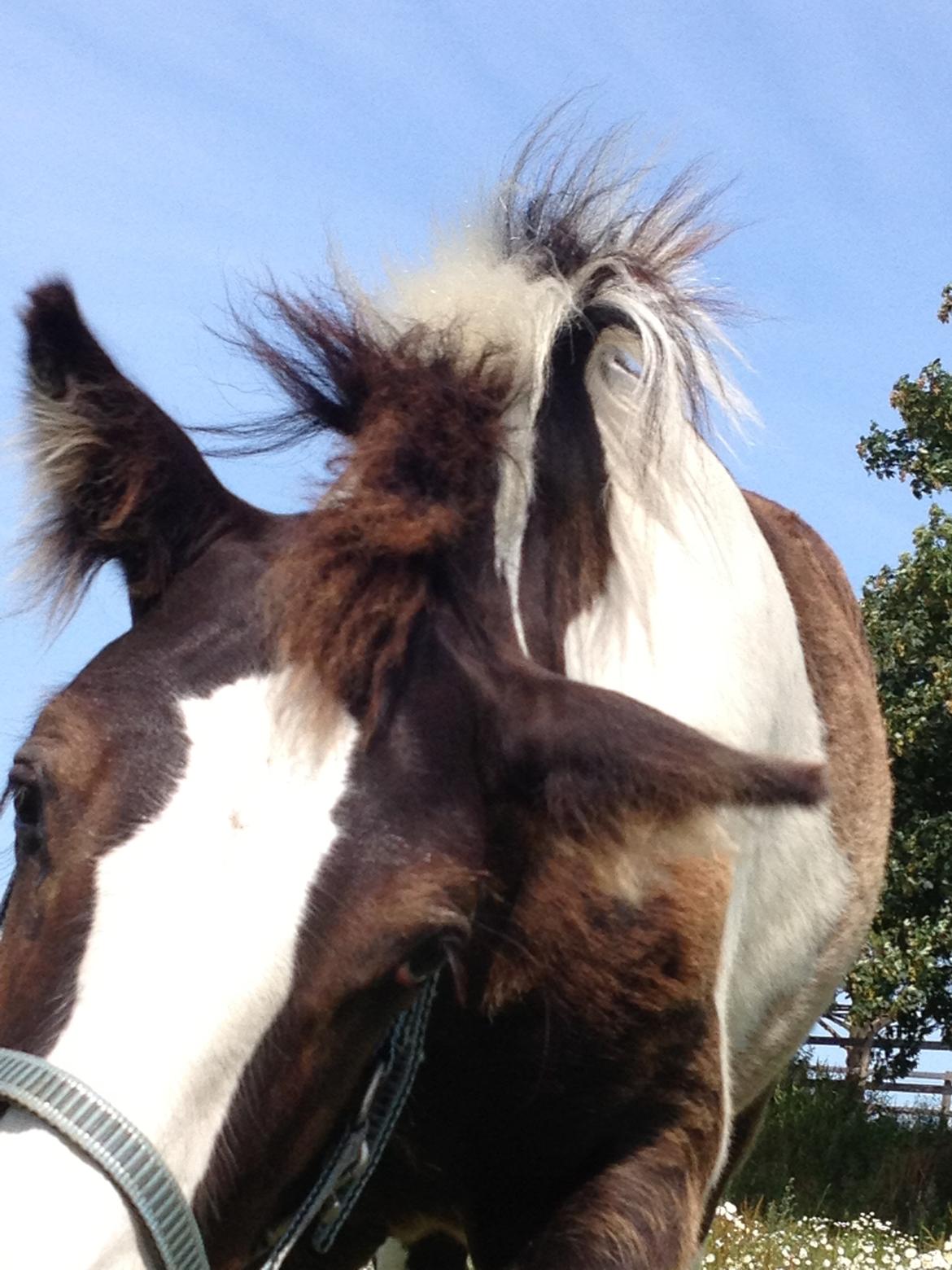 Irish Cob Romany's Caysar <3 cay<3 billede 17