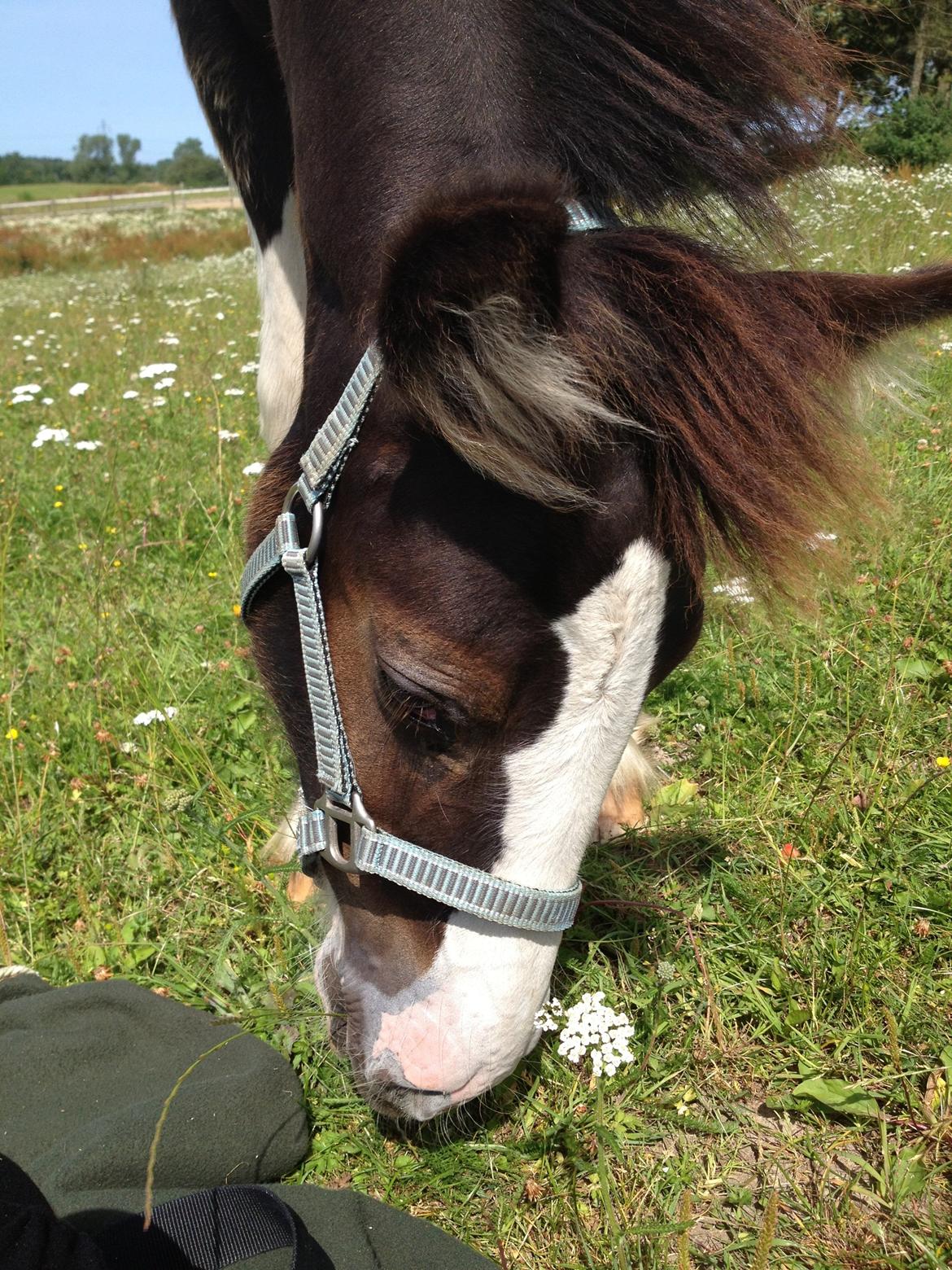 Irish Cob Romany's Caysar <3 cay<3 billede 20