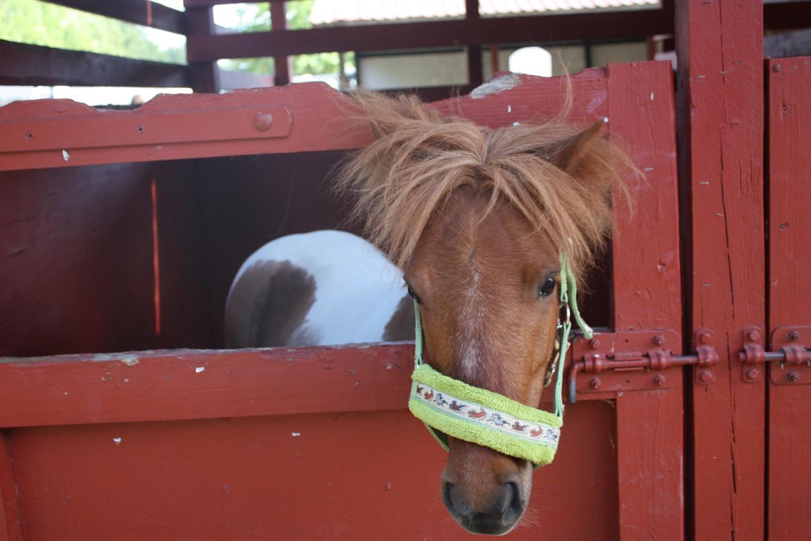 Anden særlig race Bugsi <3  - Bugger på Roskilde dyrskue <3 billede 5