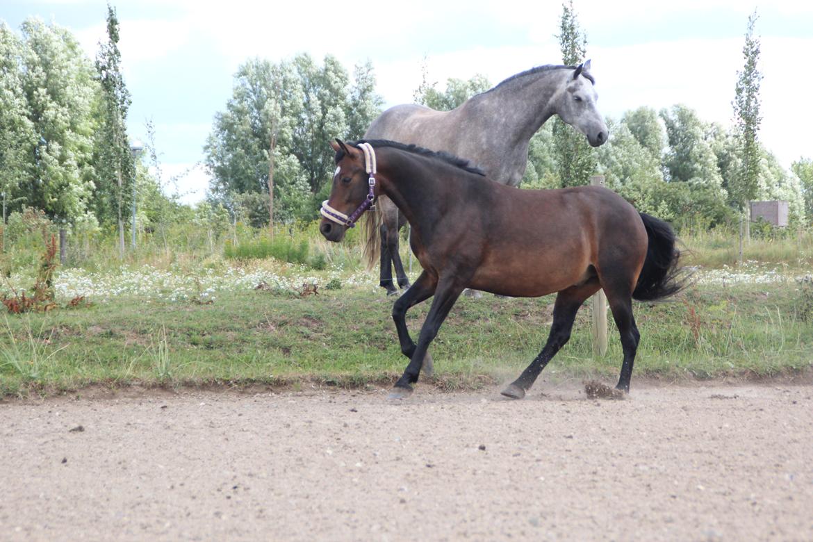 Anden særlig race Bakkegårdens Playboy - Bassen hyggede sig da ihvertfald da han fik lov at løbe (Y) *Foto Simone* [31-07-2013] billede 10