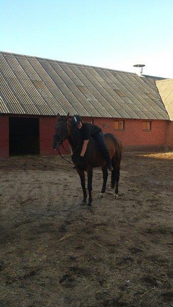 Dansk Varmblod Olympia billede 12