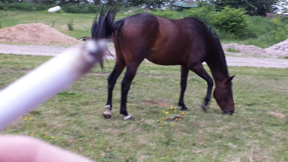 Dansk Varmblod Olympia billede 15