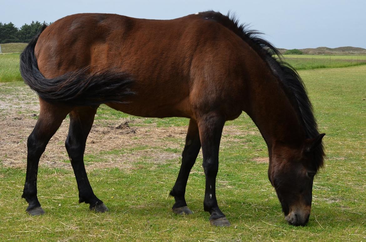 New Forest Sandagers Sir Giant // Sputnik - Skønheden på fold, en af de første dage vi havde ham. :-) billede 7