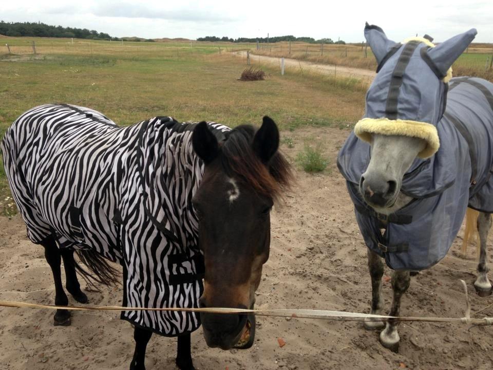 New Forest Sandagers Sir Giant // Sputnik - Gøg og gokke! <3 billede 22