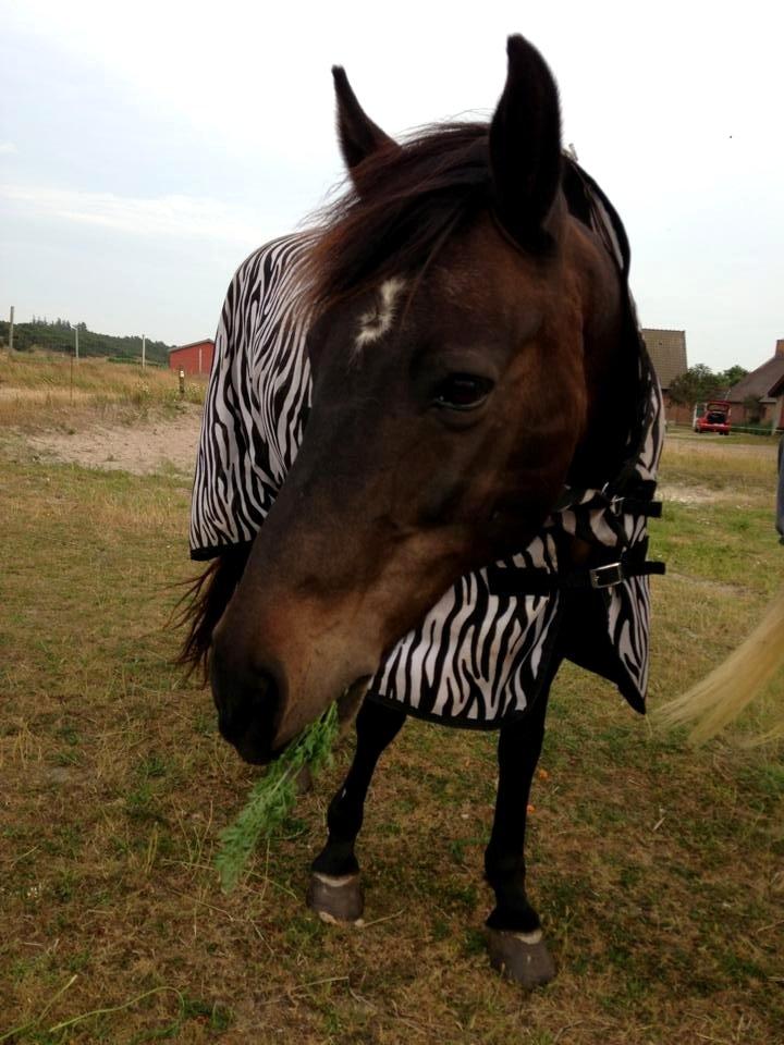 New Forest Sandagers Sir Giant // Sputnik - Mhh, gulerødder! :-) billede 15