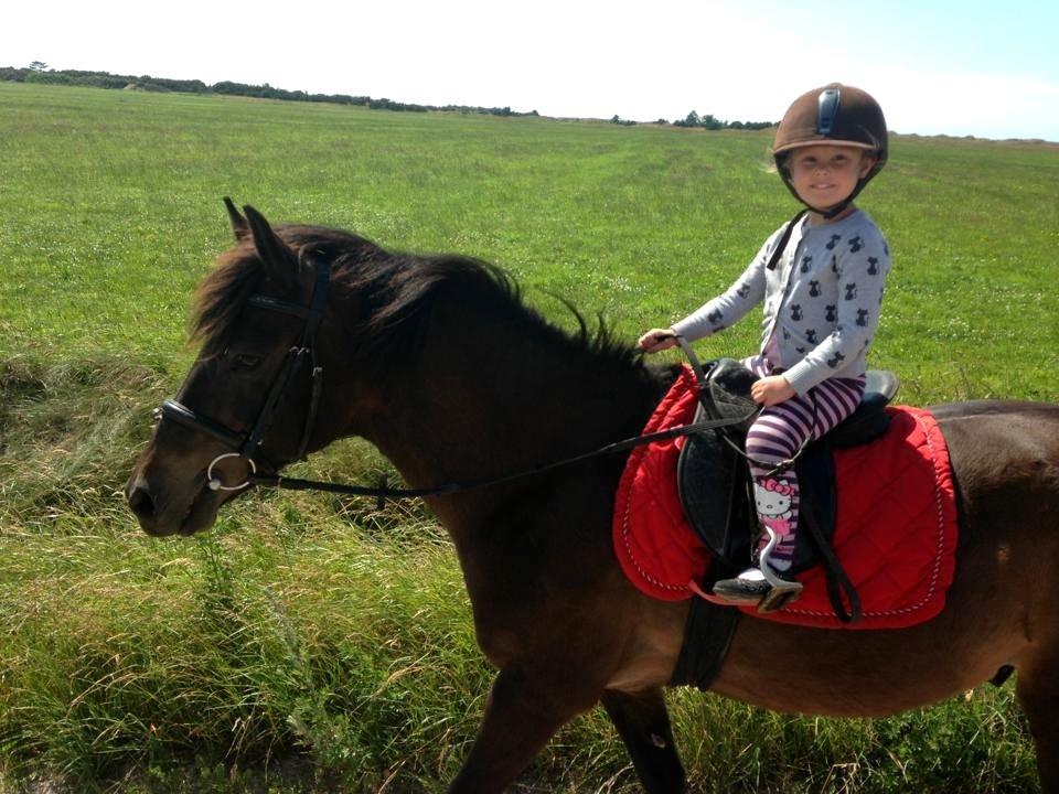 New Forest Sandagers Sir Giant // Sputnik - Signe og Sputnik på tur. :-) billede 19