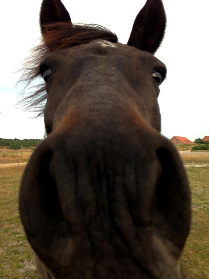 New Forest Sandagers Sir Giant // Sputnik - Heeej! :-) billede 26