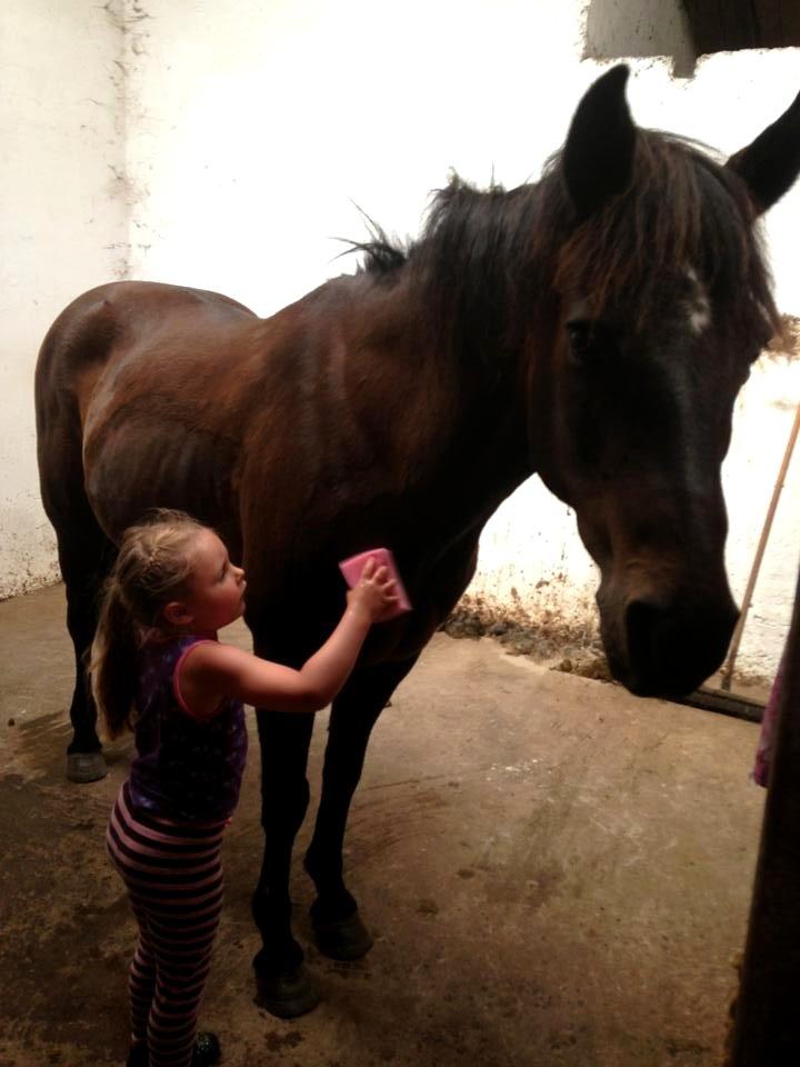 New Forest Sandagers Sir Giant // Sputnik - Så bliver han lige vasket. :-) billede 20