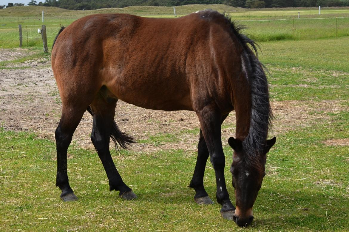 New Forest Sandagers Sir Giant // Sputnik - Skønheden på fold, en af de første dage vi havde ham. :-)  billede 25