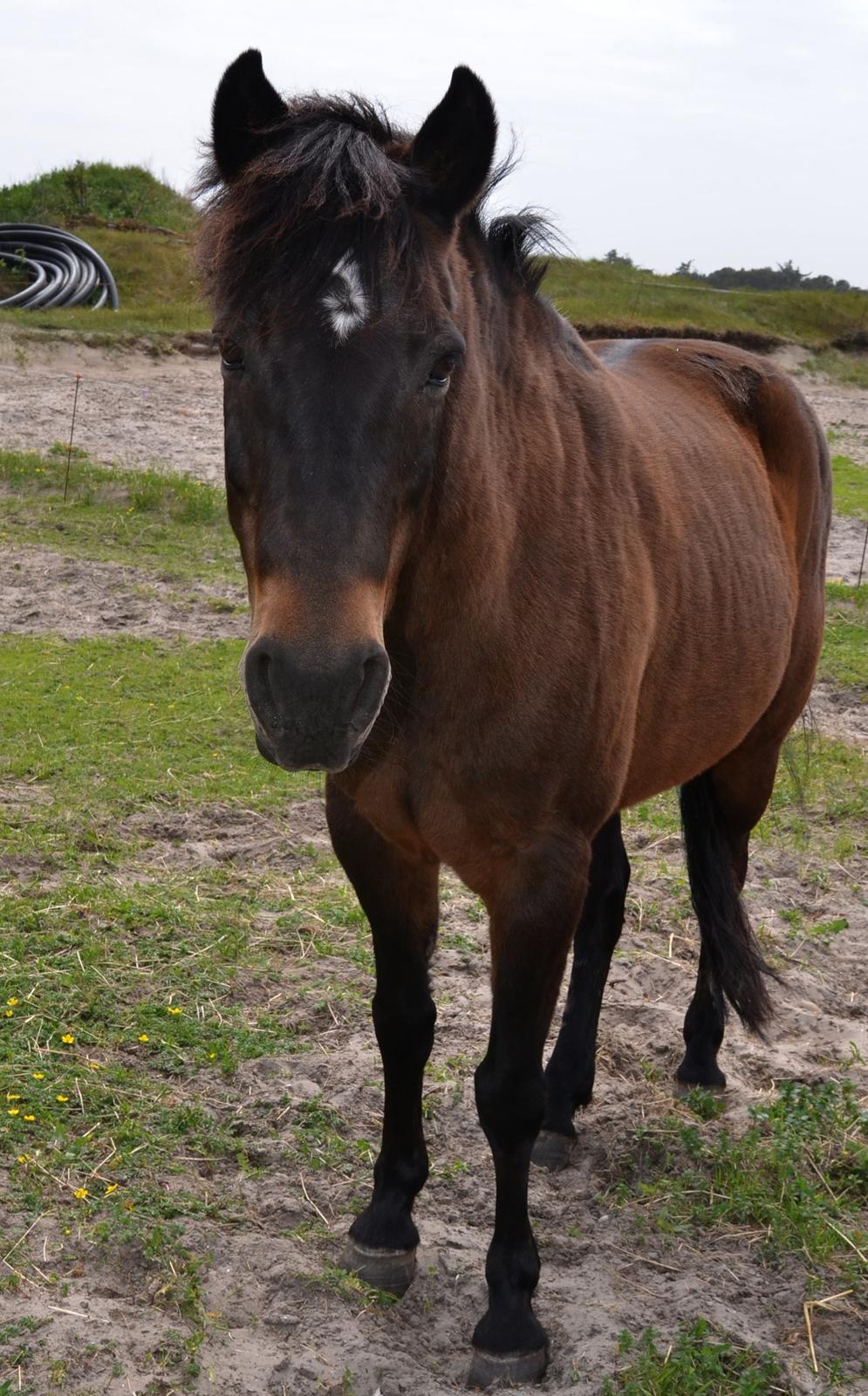 New Forest Sandagers Sir Giant // Sputnik - <3 billede 18