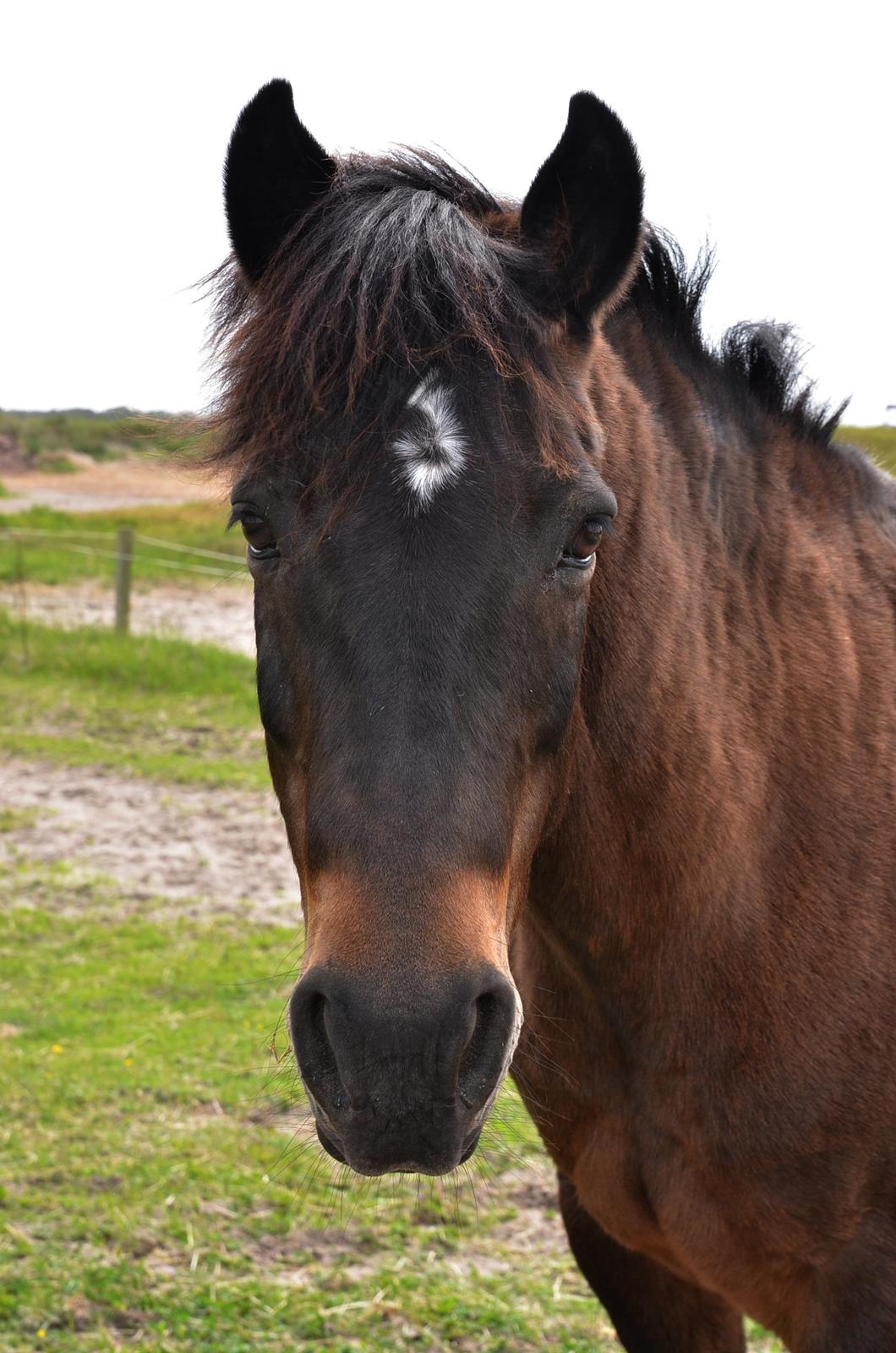 New Forest Sandagers Sir Giant // Sputnik - Sputnik. <3 billede 2