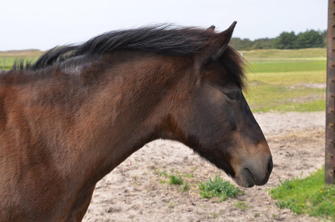 New Forest Sandagers Sir Giant // Sputnik - <3 billede 23