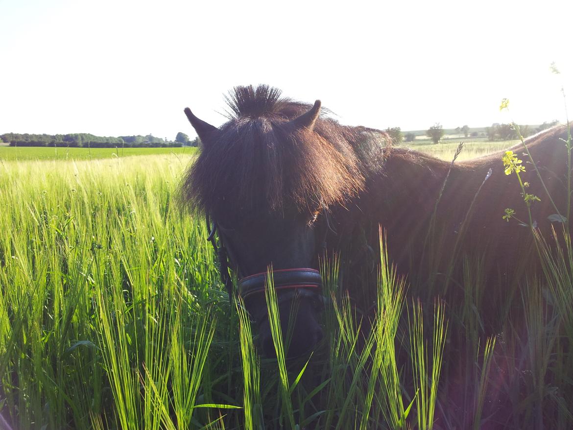 Shetlænder Bøgelys Ami - prinsesse<3! billede 20