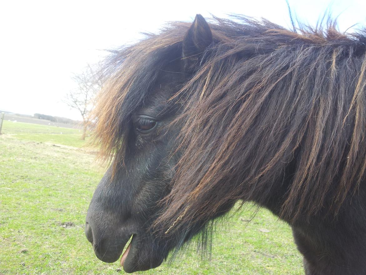 Shetlænder Bøgelys Ami - Hun er min Charme trold!! <3 billede 7