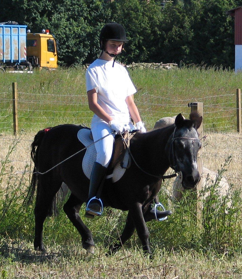 Shetlænder Jacki billede 1
