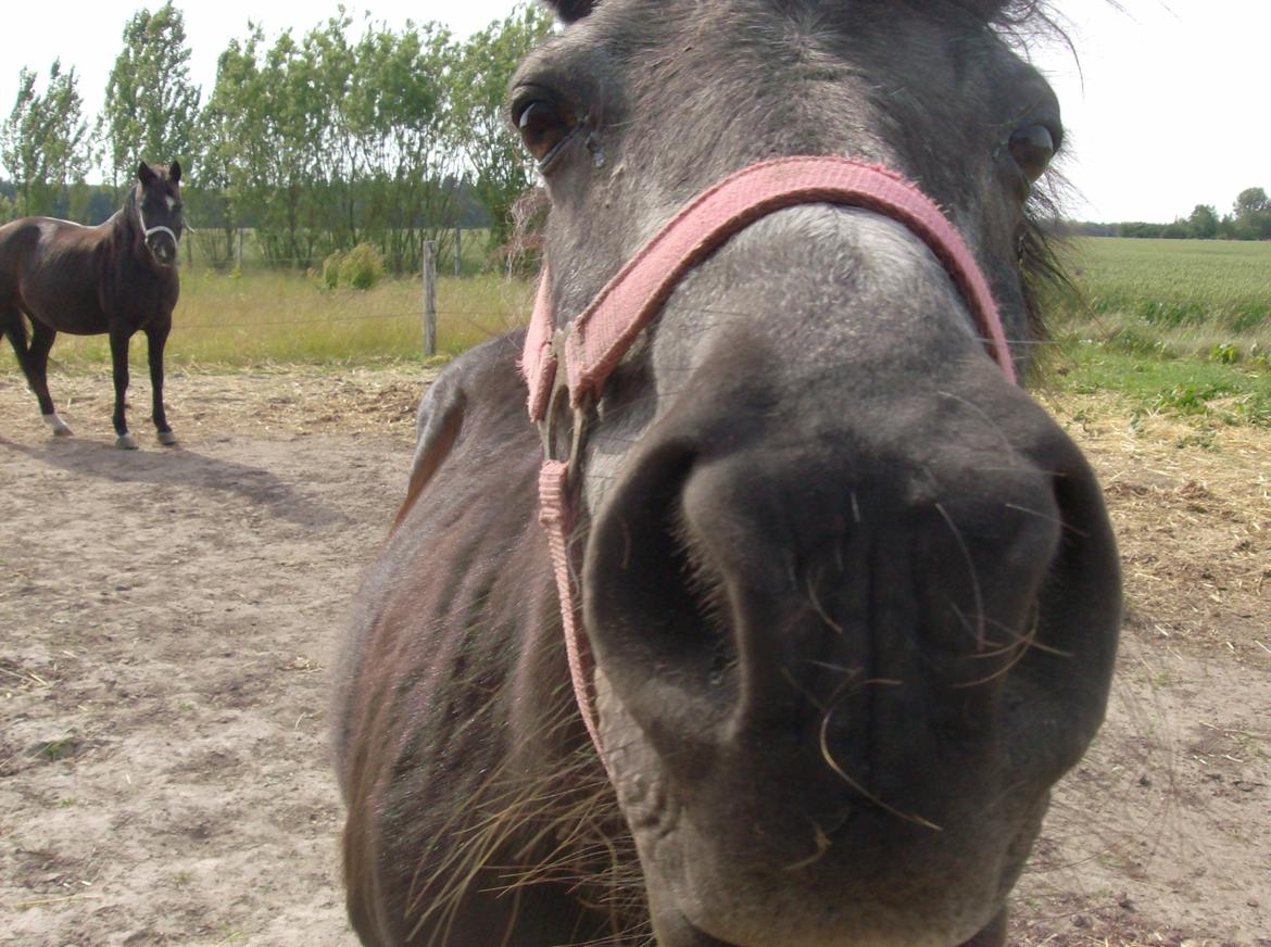 Shetlænder Jacki billede 5