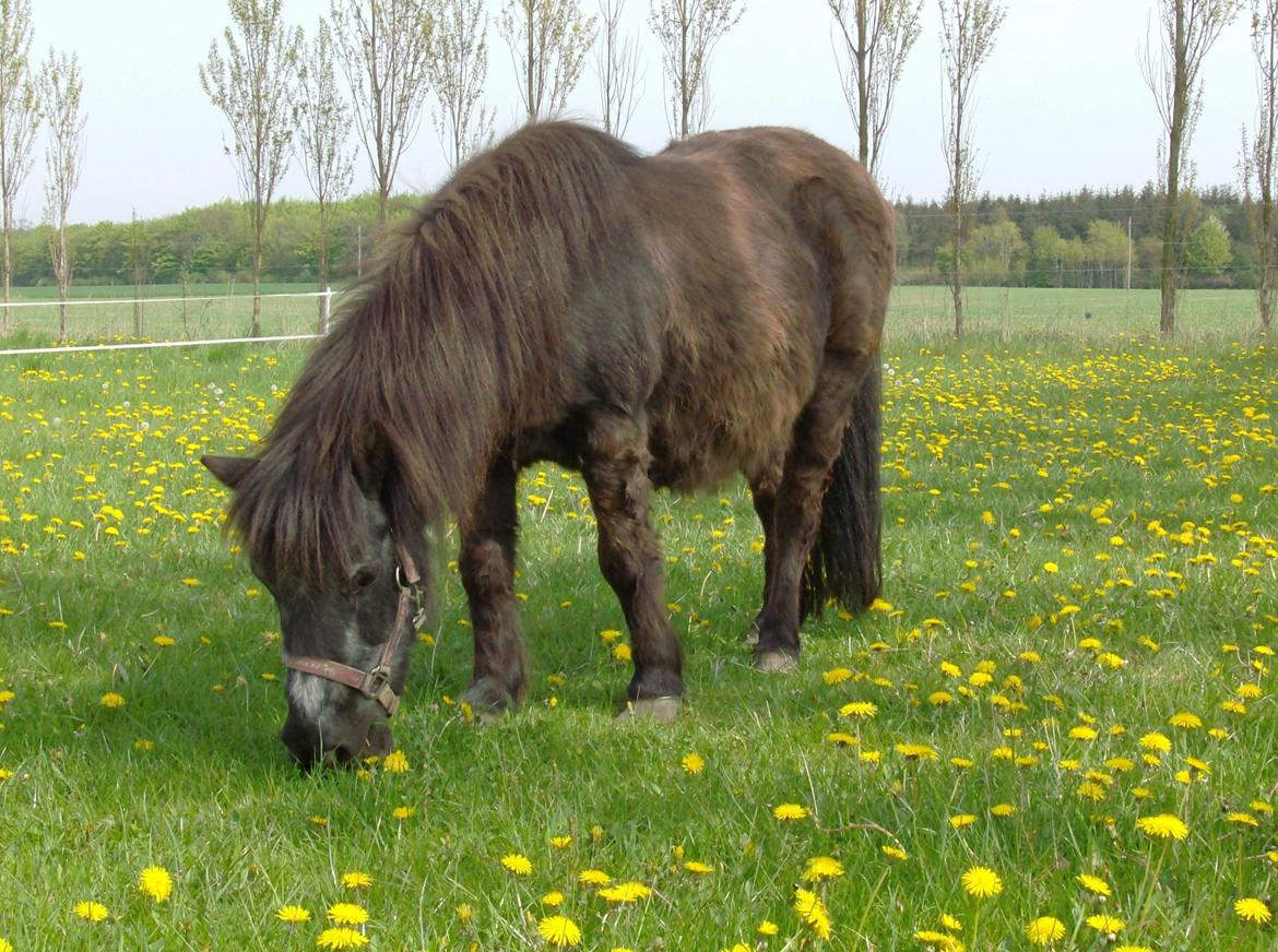 Shetlænder Jacki billede 2
